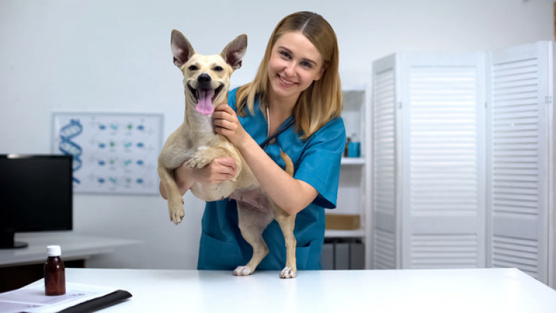 Onde Tem Dermatologista para Cães Vila Tamandaré - Dermatologia para Cachorro de Pequeno Porte