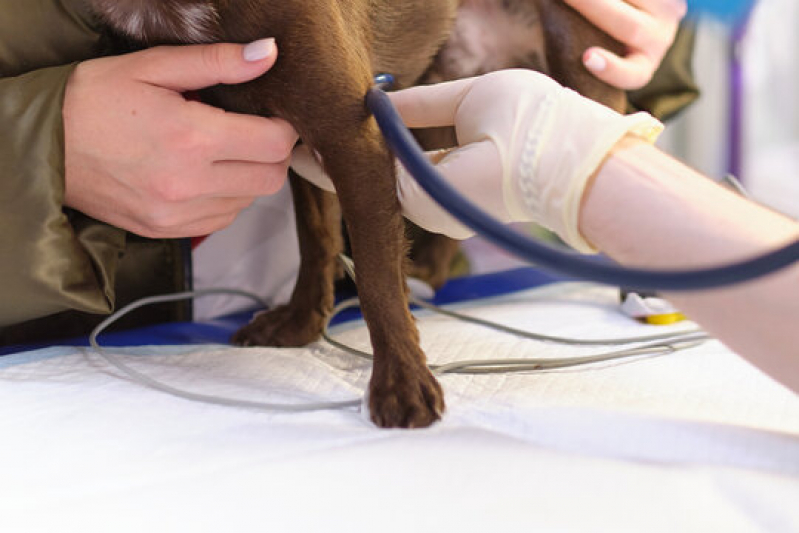 Onde Tem Eletrocardiograma em Cães e Gatos Franca - Eletrocardiograma para Cachorro São Paulo