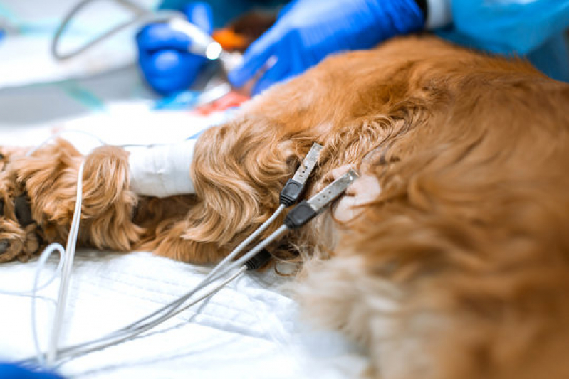 Onde Tem Eletrocardiograma em Cães Jardim San Leandro - Eletrocardiograma em Cães e Gatos