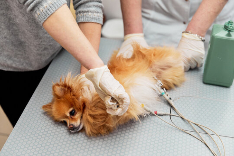 Onde Tem Eletrocardiograma para Animais Exóticos Porto Ferreira - Eletrocardiograma em Cães e Gatos