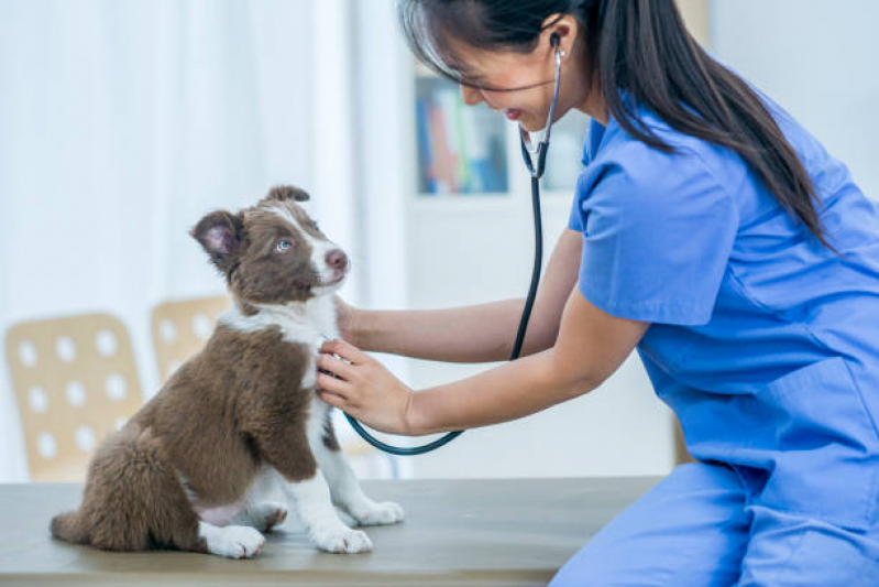 Onde Tem Endocrinologia Animal Monte Alto - Endocrinologia para Cães e Gatos