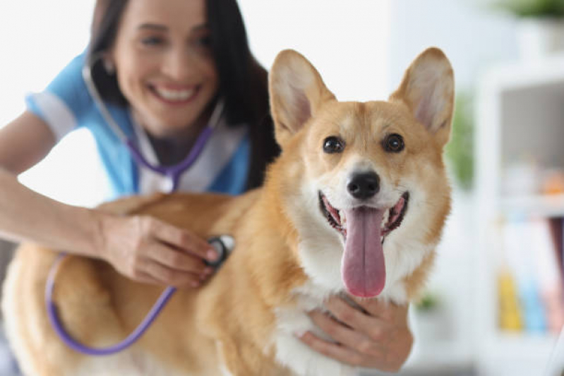 Onde Tem Endocrinologia de Cachorro Catanduva - Endocrinologia para Animais de Médio Porte