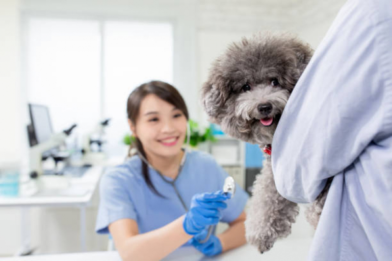 Onde Tem Endocrinologia para Animais de Médio Porte Chácaras Hípica - Endocrinologia para Cachorro