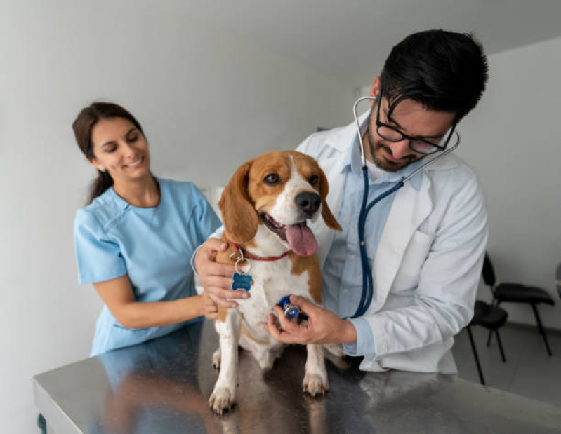 Onde Tem Endocrinologia para Animais Jardim Santa Genebra - Endocrinologia para Cachorro de Pequeno Porte