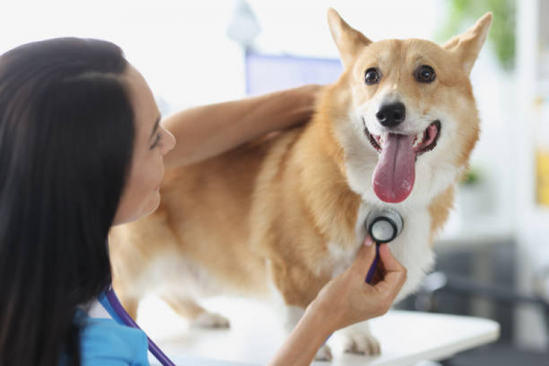 Onde Tem Endocrinologia para Cachorro de Pequeno Porte Santa Cruz - Endocrinologia Animal