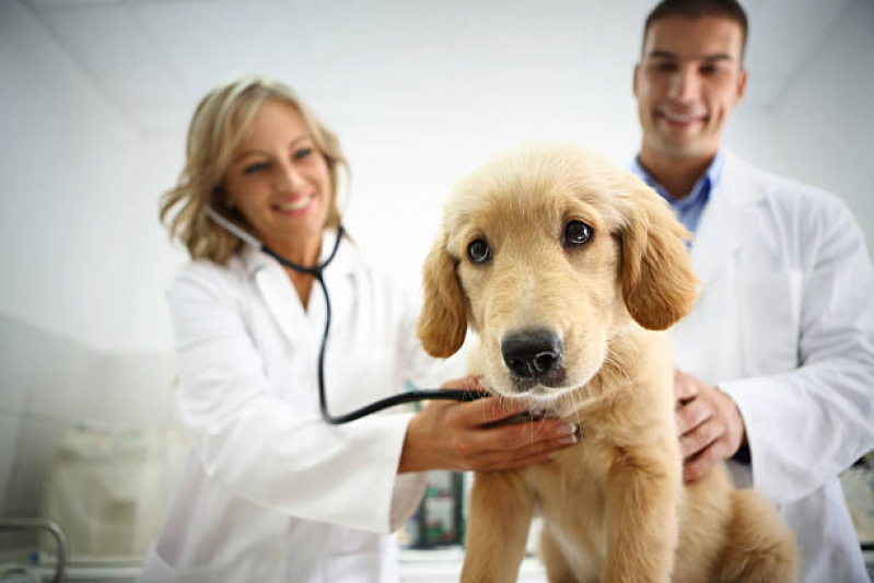 Onde Tem Endocrinologia para Cachorro Cássia dos Coqueiros - Endocrinologia Animal