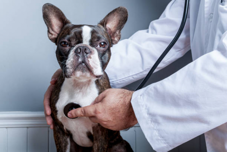 Onde Tem Endocrinologia para Cães de Médio Porte Alto do Ipiranga - Endocrinologia para Cães e Gatos