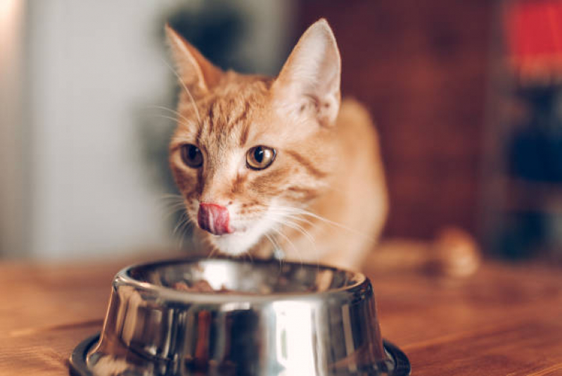 Onde Tem Nutrição Veterinária Gatos Garça - Nutrição Veterinária para Gatos