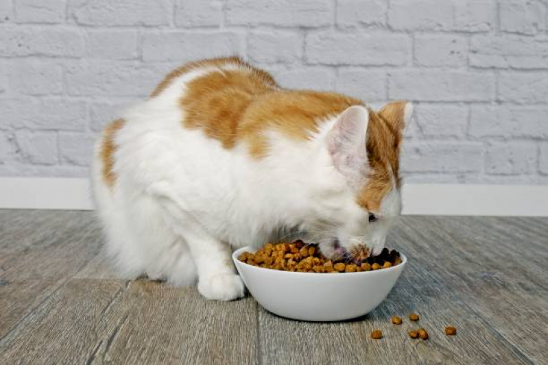 Onde Tem Nutrição Veterinária para Animais Vila Lobato - Nutrição Veterinária para Gatos