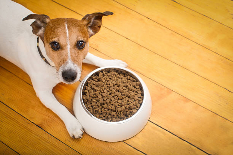 Onde Tem Nutrição Veterinária para Cachorro Orlândia - Nutrição Veterinária Canina