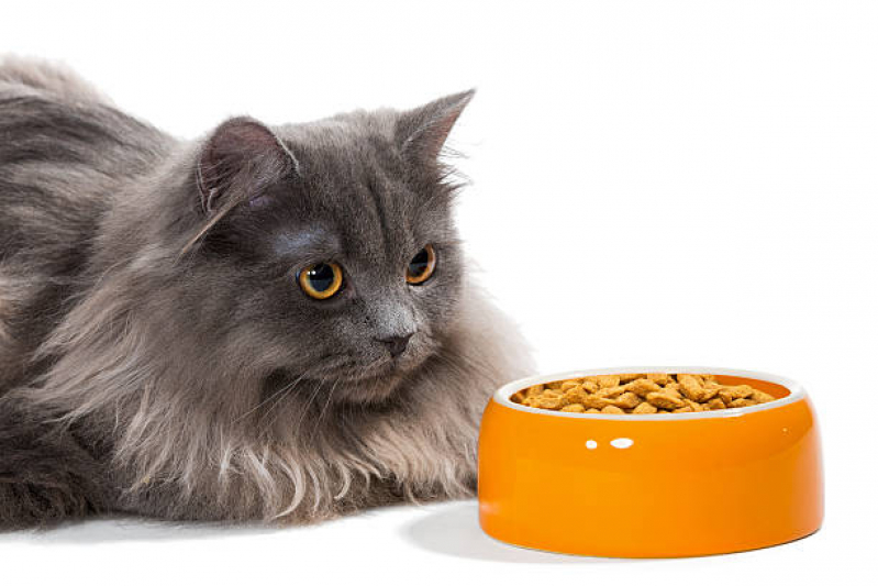 Onde Tem Nutrição Veterinária para Gatos Araxá - Nutrição Veterinária Animal