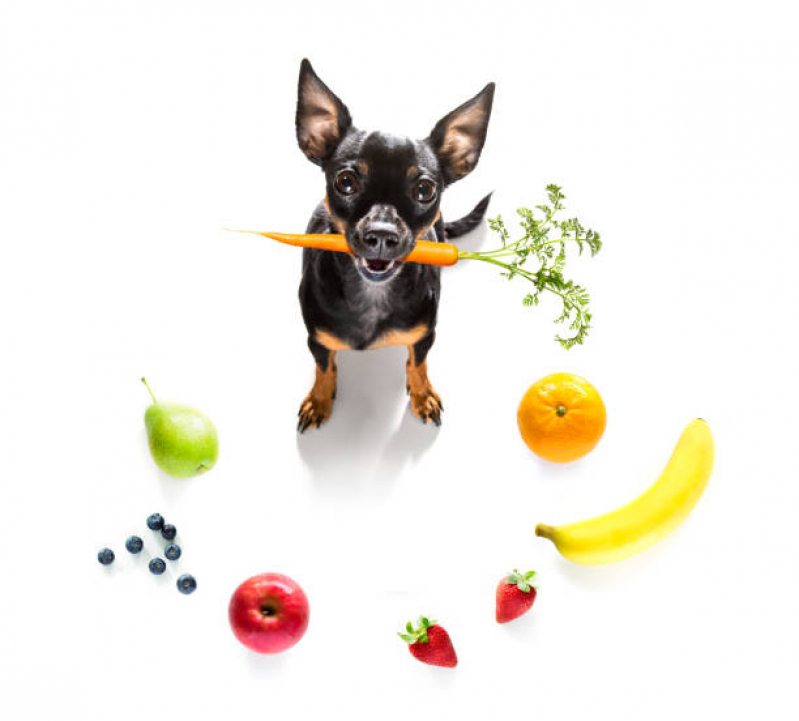 Onde Tem Nutrição Veterinária para Pequenos Animais Barra - Nutrição Veterinária Canina