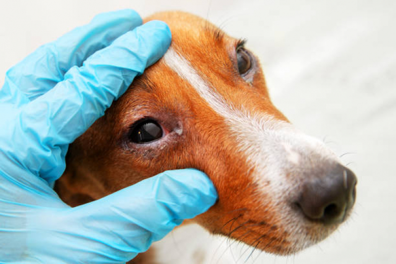 Onde Tem Oftalmologia Animal Poços de Caldas - Oftalmologista Canino