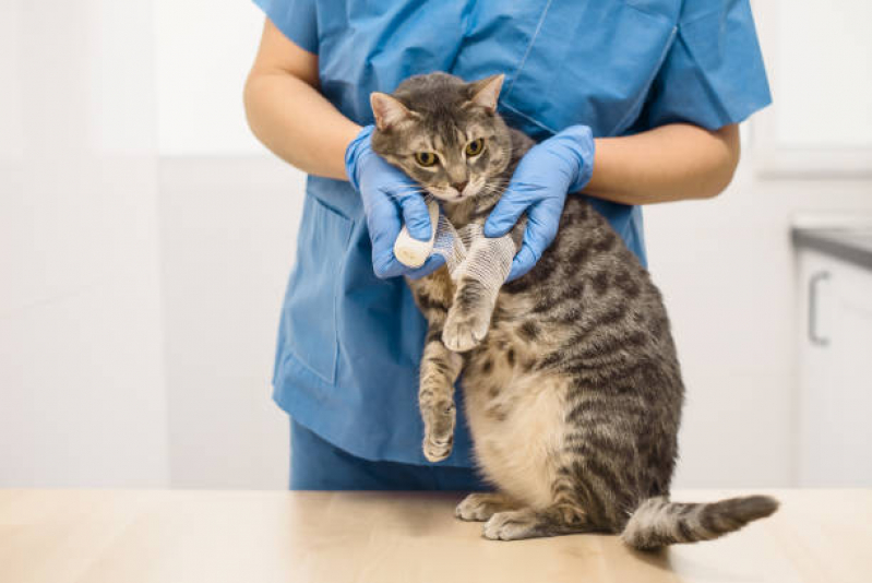 Onde Tem Ortopedia para Animais de Médio Porte Novaes - Ortopedista para Gatos
