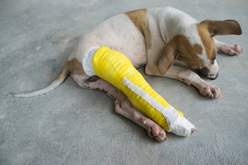 Onde Tem Ortopedia para Animais de Pequeno Porte Passos - Ortopedista de Cachorro