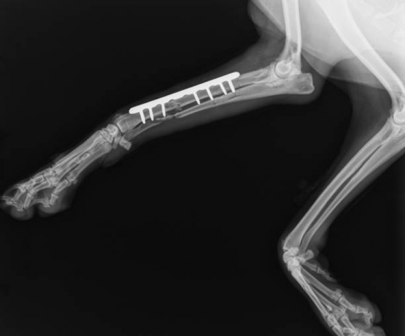 Onde Tem Ortopedia para Cachorro de Pequeno Porte Santa Cruz - Ortopedista de Cachorro