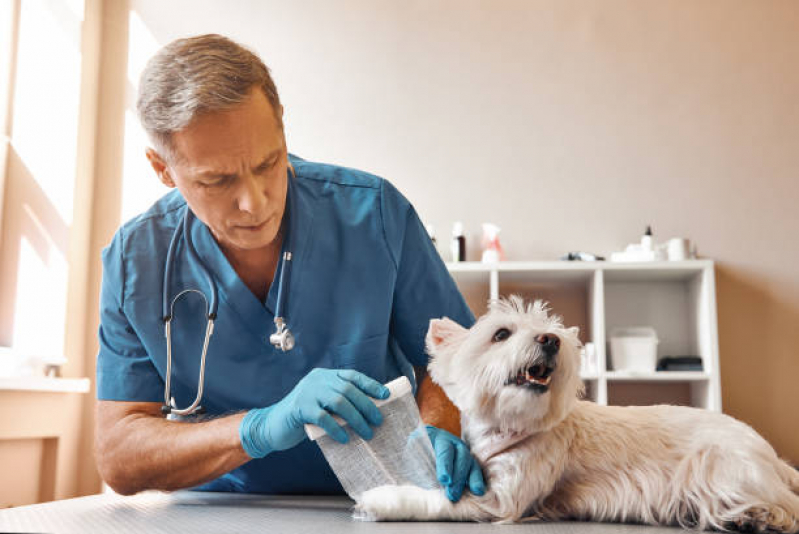 Onde Tem Ortopedista de Cachorro Serrana - Ortopedista para Gatos