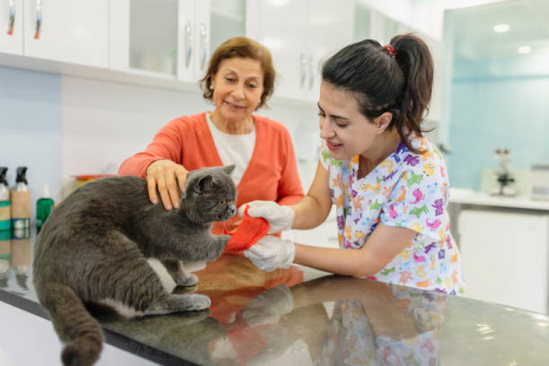 Onde Tem Ortopedista para Cachorro Cruzeiro do Sul - Ortopedista para Gatos
