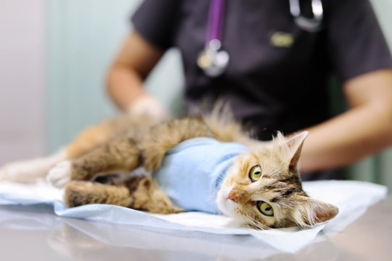 Onde Tem Ortopedista para Gatos Nuporanga - Ortopedista para Gatos
