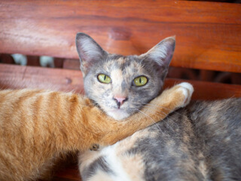 Onde Tem Tratamento da Dermatite Animal Santo Antônio da Alegria - Tratamento de Dermatite em Gatos