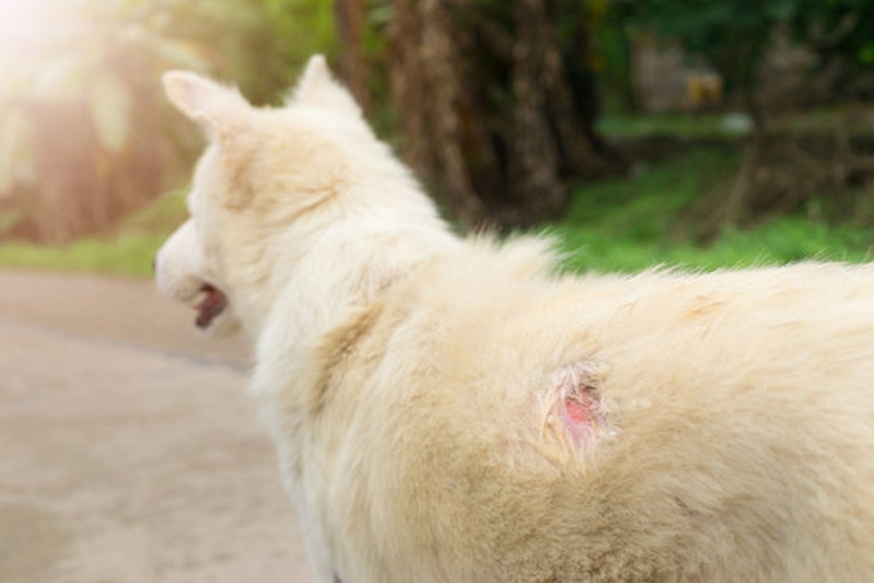Onde Tem Tratamento da Dermatite em Animais Orlândia - Tratamento da Dermatite para Cães