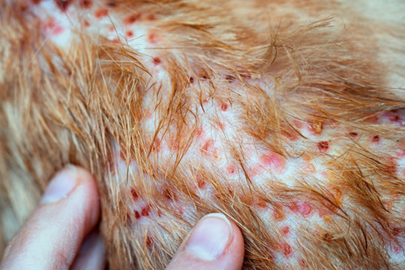 Onde Tem Tratamento de Dermatite de Gato Jardinópolis - Dermatite Atópica em Cães Tratamento
