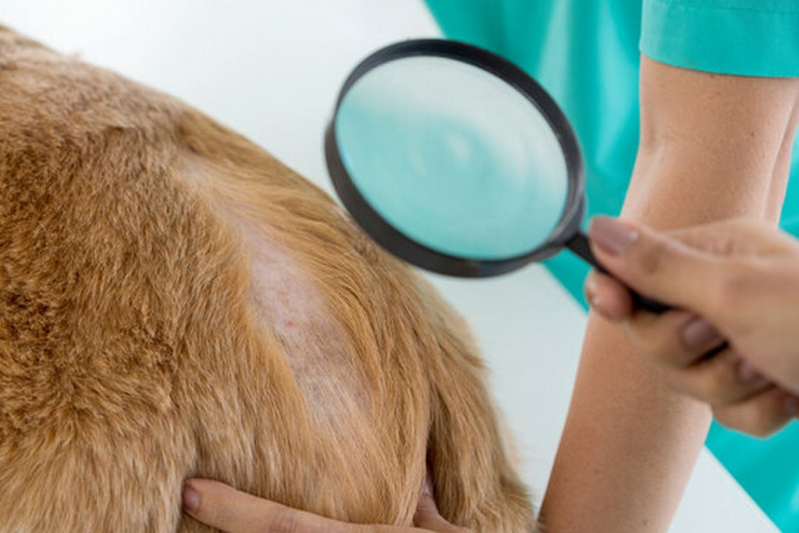 Onde Tem Tratamento Dermatite Atópica em Cães Florestan Fernandes - Tratamento da Dermatite em Animais