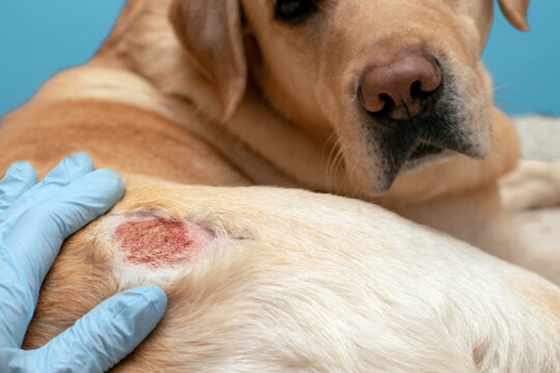 Onde Tem Tratamento para Dermatite Atópica em Cães Alto da Boa Vista - Tratamento da Dermatite para Cães
