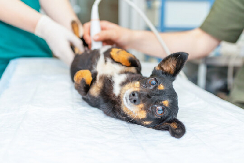 Onde Tem Ultrassom para Animais Américo Brasiliense - Ultrassonografia Canina