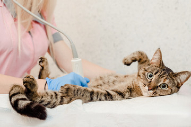 Onde Tem Ultrassom Veterinário Catanduva - Ultrassom para Pets