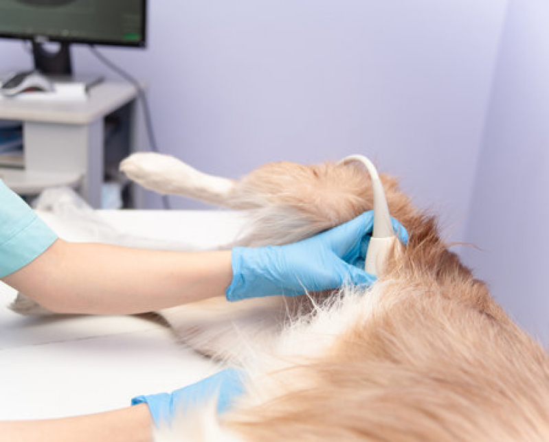 Onde Tem Ultrassonografia Canina Cássia dos Coqueiros - Ultrassom de Cachorro