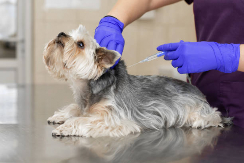 Onde Tem Vacina contra Raiva em Cachorro Poços de Caldas - Vacina de Raiva para Gatos