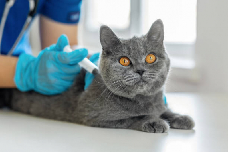 Onde Tem Vacina de Raiva Gato Restinga - Vacina para Gato V4