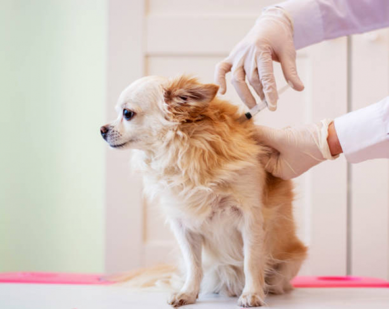 Onde Tem Vacina de Raiva para Cachorro Dumont - Vacina de Raiva Cachorro