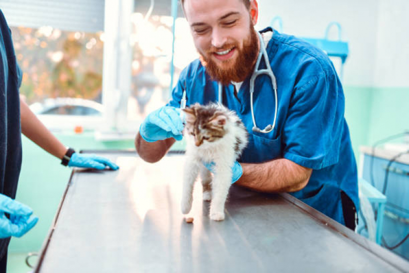 Onde Tem Vacina para Gato V4 Passos - Vacina de Raiva Cachorro