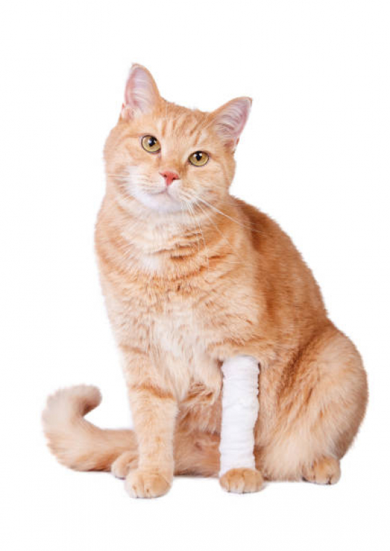 Ortopedia Animal Clínicas Tambaú - Ortopedia para Cães e Gatos