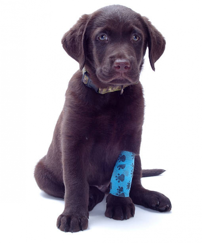 Ortopedia Animal Bebedouro - Ortopedista para Cachorro