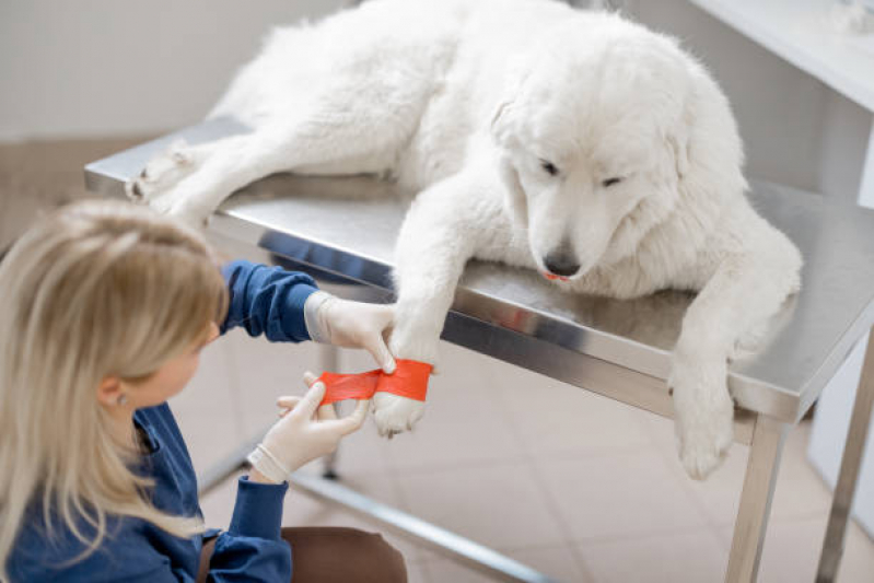 Ortopedia para Animais de Médio Porte Marcar Dobrada - Ortopedista de Cachorro