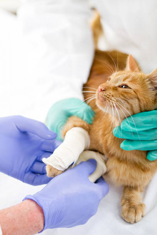 Ortopedia para Animais de Pequeno Porte Marcar Cássia dos Coqueiros - Ortopedista para Gatos