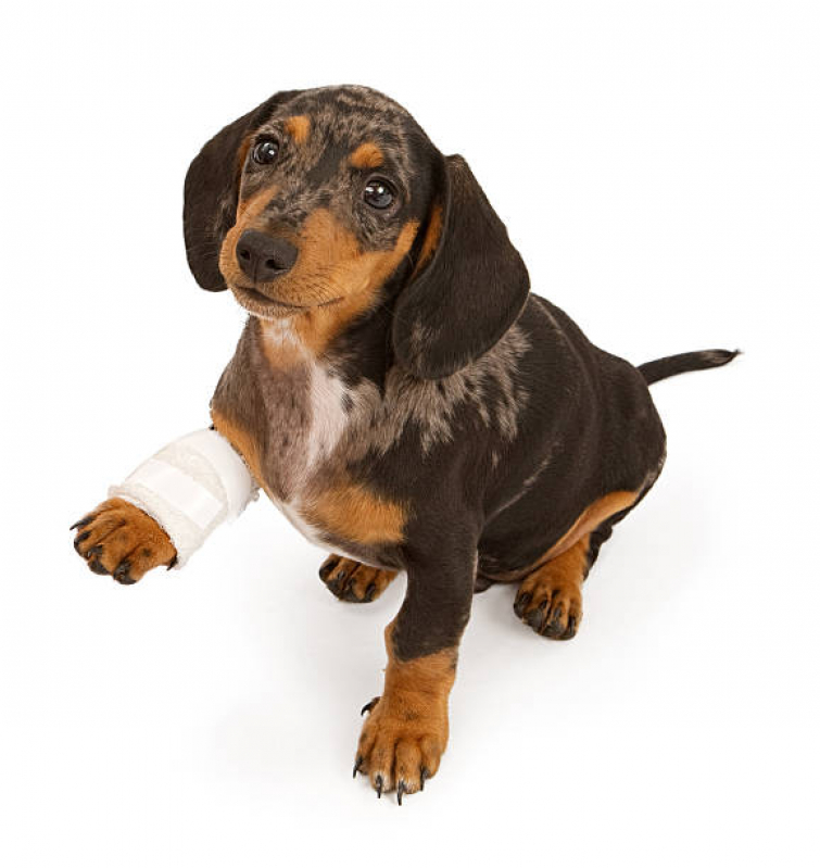 Ortopedia para Animais de Pequeno Porte Serrana - Ortopedista de Cachorro