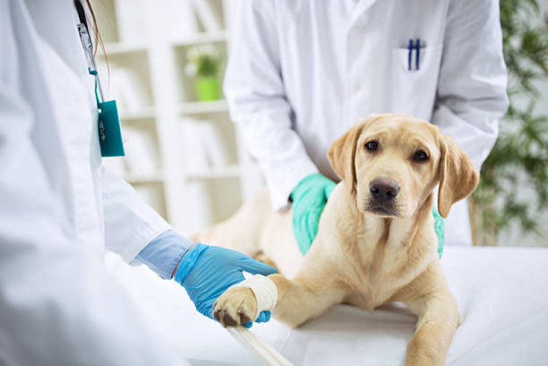 Ortopedia para Cachorro de Grande Porte Marcar Santa Cruz - Ortopedia para Animais de Médio Porte