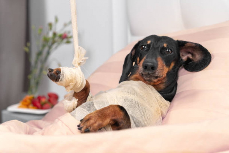 Ortopedia para Cachorro de Pequeno Porte Clínicas Pontal - Ortopedia para Animais de Pequeno Porte