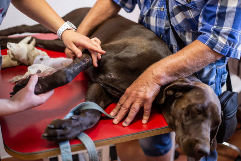 Ortopedia para Cachorro de Pequeno Porte Monte Azul Paulista - Ortopedista para Cachorro