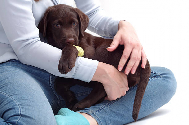 Ortopedia para Cachorro Marcar Alto da Boa Vista - Ortopedia para Cachorro de Pequeno Porte