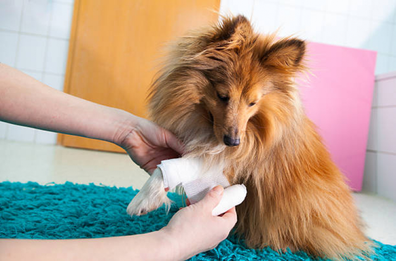 Ortopedia para Cães de Grande Porte Marcar Taquaritinga - Ortopedista para Cachorro