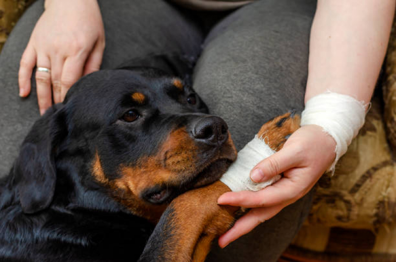 Ortopedia para Cães de Médio Porte Marcar Sertãozinho - Ortopedista para Cachorro