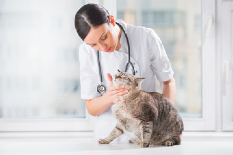Ortopedista para Gatos Marcar Restinga - Ortopedia para Cachorro