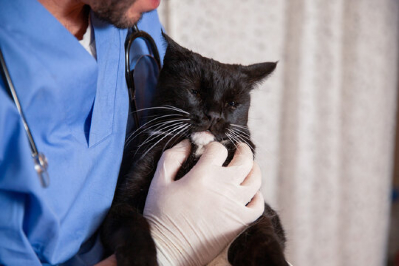 Patologia Animais Domésticos Agendar Taiúva - Patologia para Gatos