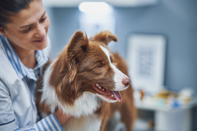 Patologia para Cachorros Agendar Ituverava - Patologia para Cães