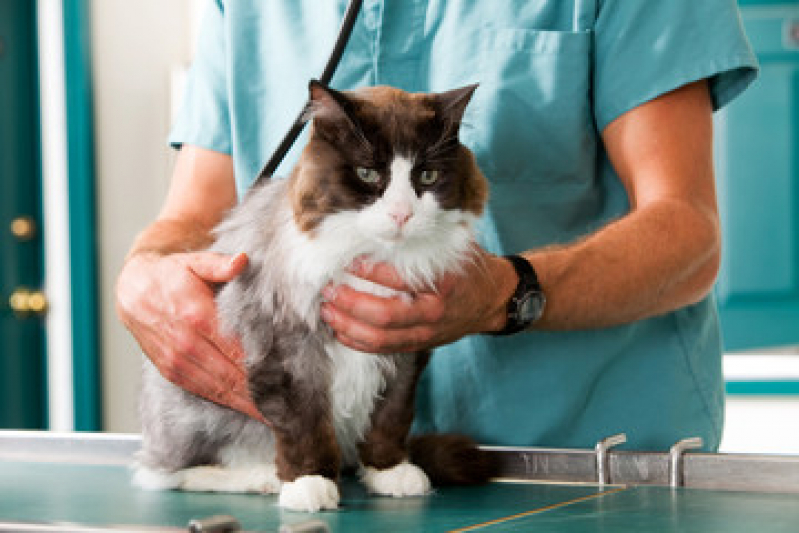 Patologia para Gatos Orlândia - Patologia para Animais